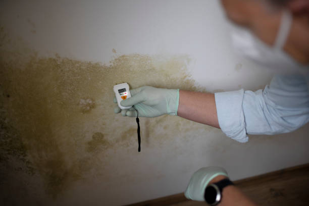 Best Attic Mold Removal  in Alameda, CA